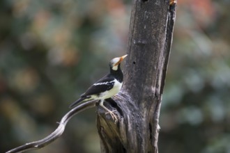 Magpie Starling (Gracupica contra), Kaeng Krachan National Park, Thailand, Asia