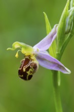 Bee Orchid (Ophrys apifera ssp.), a single flower, showing how it mimics the appearance of a female