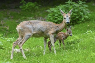 Roe deer (Capreolus capreolus), doe and a fawn standing in a meadow, Germany, Europe