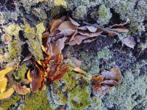 Plant parts covered in hoarfrost, Witten, North Rhine-Westphalia, Germany, Europe