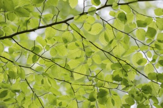 European beech (Fagus sylvatica), beech branch in spring, with fresh beech leaves, Oberhausen, Ruhr