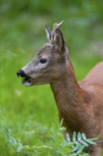 Roe deer (Capreolus capreolus), roebuck eating leaves of a rowan, mountain ash (Sorbus aucuparia),