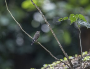 Taiga flycatcher (Ficedula albicilla), Kaeng Krachan National Park, Thailand, Asia