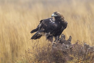 Spanish imperial eagle (Aquila Adalberti), on tree stump, La Mancha, Spain, Europe