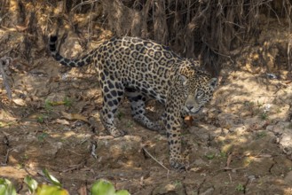 Jaguar (Panthera onca) on a steep bank, Pantanal, Brazil, South America