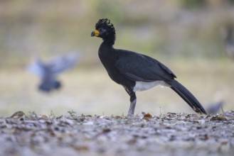 Naked-faced hokko (Crax fasciolata), m, on the ground, Pantanal, Brazil, South America