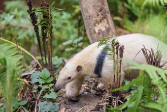 A southern tamandua (Tamandua tetradactyla), walks through the dense undergrowth of a forest