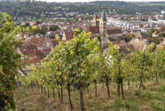 View over a vineyard to Esslingen with the parish church of St Dionys, Esslingen am Neckar,