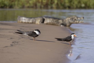 Black-mantled cranesbill (Rynchops niger), pair on sandbank with spectacled caiman (Caiman yacare),