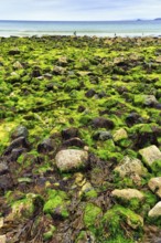 Boulders, seaweed, seaweed, view over St. Ives Bay towards Godrevy, coastline, West Cornwall,