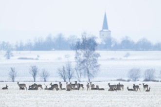 Roe deer (Capreolus capreolus) a group, a jump Deer standing on a snowy field in winter, behind the