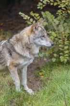 An adult Eurasian grey wolf (Canis lupus lupus) stands in a green meadow and observes something