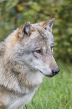 Portrait of a male grey wolf (Canis lupus lupus)