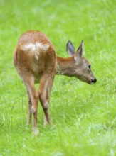 Roe deer (Capreolus capreolus), doe standing in a meadow, Germany, Europe