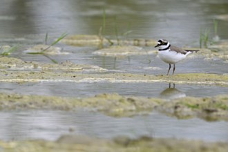 Little Ringed Plover (Charadrius dubius), standing in silt, Aue nature reserve, Reussegg, Sins,