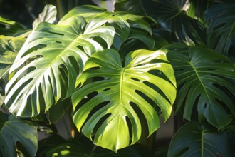 Sunlight shining on tropical Monstera Deliciosa plant with large leaves in rainforest. Generative