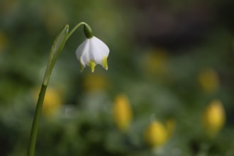 Spring snowflake (Leucojum vernum), Emsland, Lower Saxony, Germany, Europe