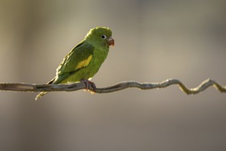 Yellow-winged Parakeet (Brotogeris chiriri) or Canary-winged Parakeet, on liana, Pantanal, Brazil,