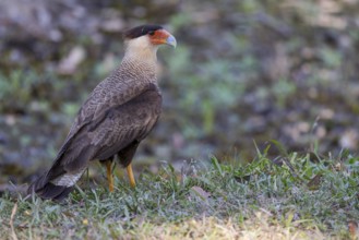 Crested caracara (Caracara plancus), Pantanal, Brazil, South America