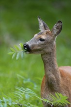 Roe deer (Capreolus capreolus), doe eating leaves of a rowan, mountain ash (Sorbus aucuparia),