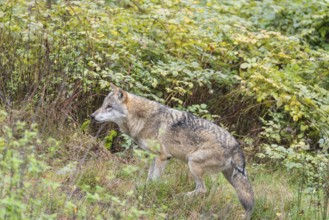 An adult grey wolf (Canis lupus lupus) runs through the dense undergrowth at the edge of the forest