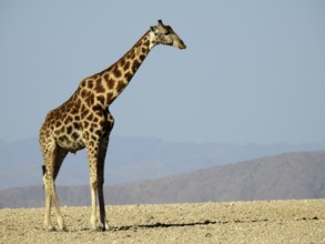 A giraffe stands alone on dry ground looking into the distance, Giraffe (Giraffa camelopardalis),