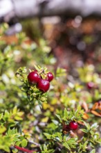 Wild berries, Pampa Alta hiking trail, Tierra del Fuego National Park, National Route 3, Ushuaia,