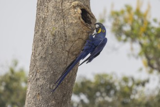 Hyacinth Macaw (Anodorhynchus hyacinthinus), at nesting den, Pantanal, Brazil, South America