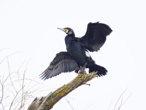 Great cormorant (Phalacrocorax carbo), adult bird perched on a tree branch, drying its feathers,