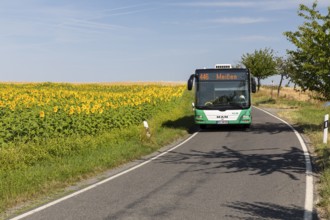 VGM bus line 446 from Riesa to Meißen between sunflower fields near Hirschstein, Saxony, Germany,