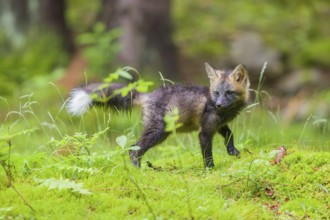 One young silver fox (Vulpes vulpes) exploring the surrounding of its den on the mossy forest floor