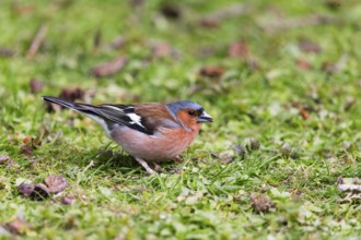 Chaffinch (Fringilla coelebs), adult male bird, on a lawn feeding, Hesse, Gemany