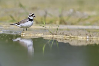 Little Ringed Plover (Charadrius dubius), standing in silt, Aue nature reserve, Reussegg, Sins,