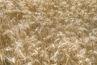 Grain field with ripe ears of wheat (triticum) in front of a blue sky, Riesa, Saxony, Germany,