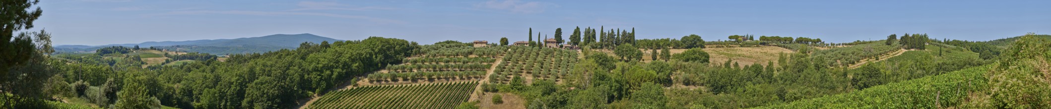 Tuscan landscape, country estate with vineyards, forests, olive trees and cypresses in Chianti,