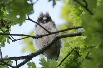 Long-eared owl (Asio otus), young bird, just fledged, nest fledgling, Bottrop, Ruhr area, North