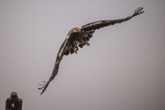 Spanish imperial eagle (Aquila Adalberti), take-off, La Mancha, Spain, Europe