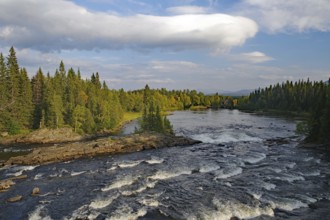 River flowing through a dense coniferous forest under a partly cloudy sky, autumn, Jämtland,