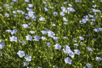 Flax field, flax (Linum) flowers in a field near Hirschstein, Saxony, Germany, Europe