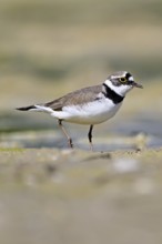 Little Ringed Plover (Charadrius dubius), standing in silt, Aue nature reserve, Reussegg, Sins,