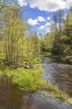 River flowing calm in a forest with lush green trees a sunny spring day