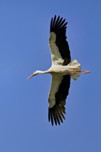 White stork (Ciconia ciconia), in flight, Canton Aargau, Switzerland, Europe