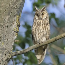 Long-eared owl (Asio otus), sitting on a branch in an aspen (Populus tremula), Burgenland, Austria,