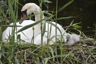 Mute swan (Cygnus olor) with offspring, chicks at the nest