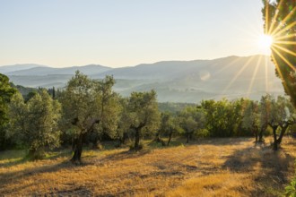 Olive trees growing in the tuscan landscape at sunrise, Chianti Region, Tuscany, Italy, Europe