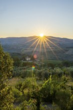 Tuscan landscape at sunrise, country estate with vineyards, forests, olive trees and cypresses in