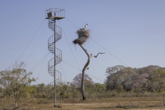 Jabiru (Jabiru mycteria), nest with observation tower, Pantanal, Brazil, South America