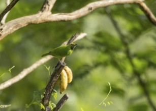 Golden-fronted Leafbird (Chloropsis aurifrons), Kaeng Krachan National Park, Thailand, Asia