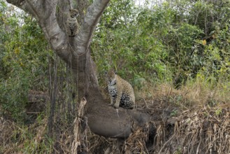 Jaguar (Panthera onca), mother and child, on tree trunk, Pantanal, Brazil, South America