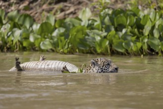 Jaguar (Panthera onca) with dead spectacled caiman (Caiman yacare), swimming in water Tree trunk,